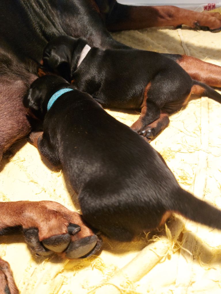chiot Dobermann Dream Of Black And Fire