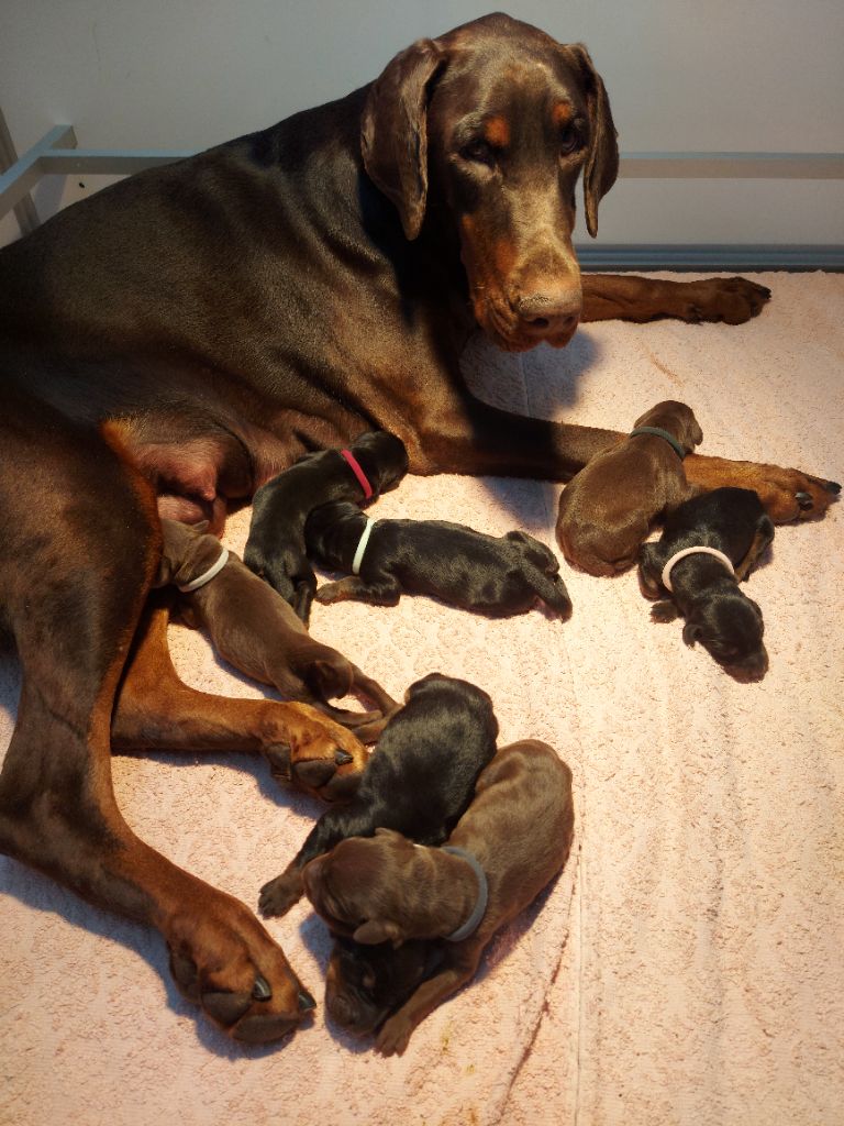 Dream Of Black And Fire - Chiot disponible  - Dobermann