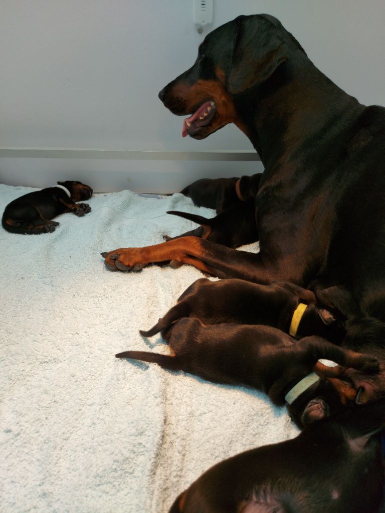 chiot Dobermann Dream Of Black And Fire