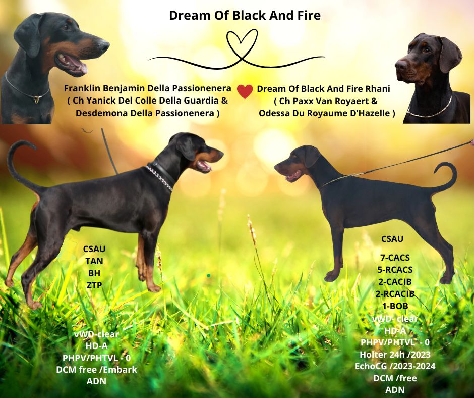 Chiots attendus vers le 15 juillet 2025