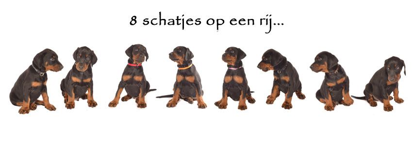 chiots ne chez nous 14//12/2019