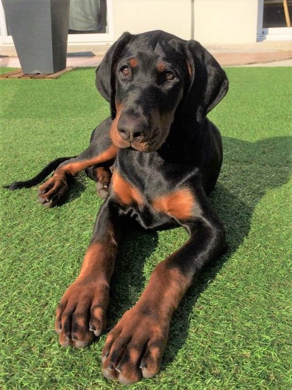 chiots ne chez nous 29/06/2020