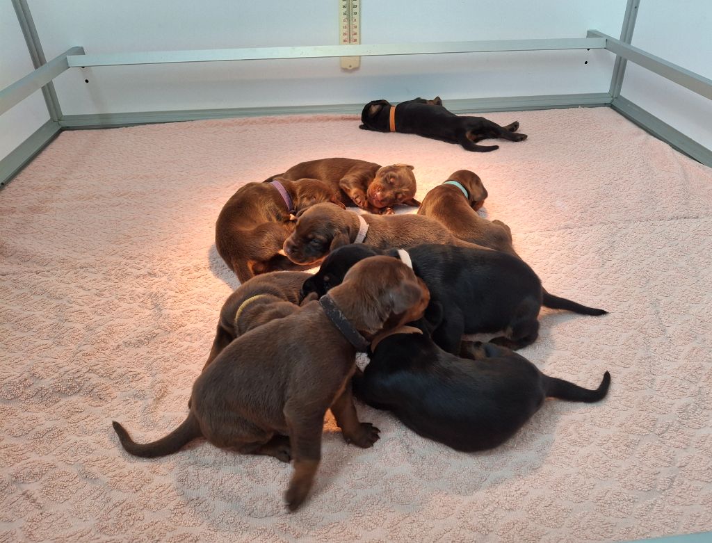 Dream Of Black And Fire - Dobermann - Portée née le 18/07/2025